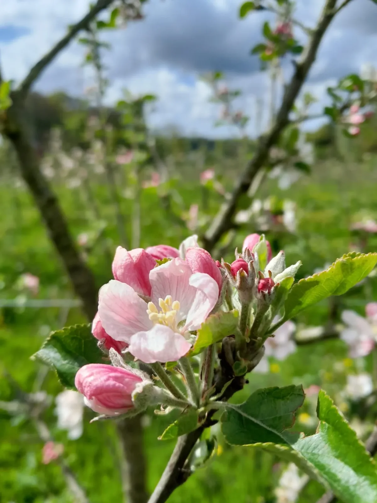 La Mare aux Pommes — cidrerie du Pays de Caux, Normandie