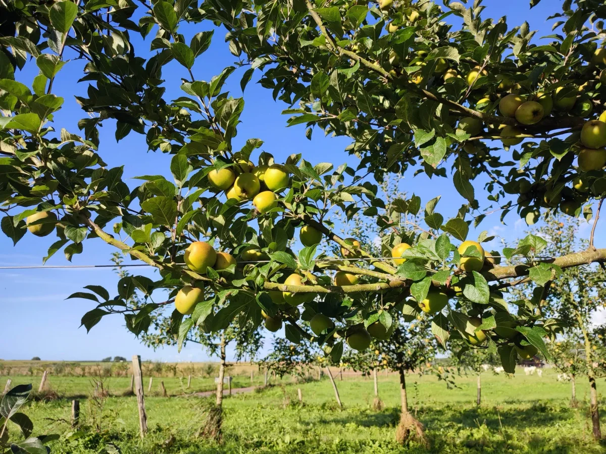 La Mare aux Pommes — cidrerie du Pays de Caux, Normandie