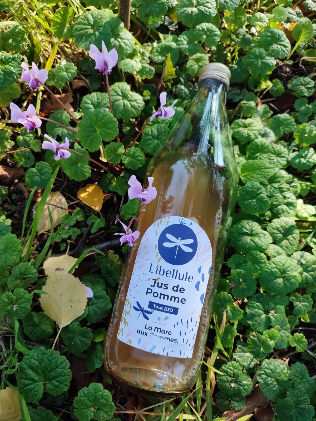 La Mare aux Pommes — cidrerie du Pays de Caux, Normandie