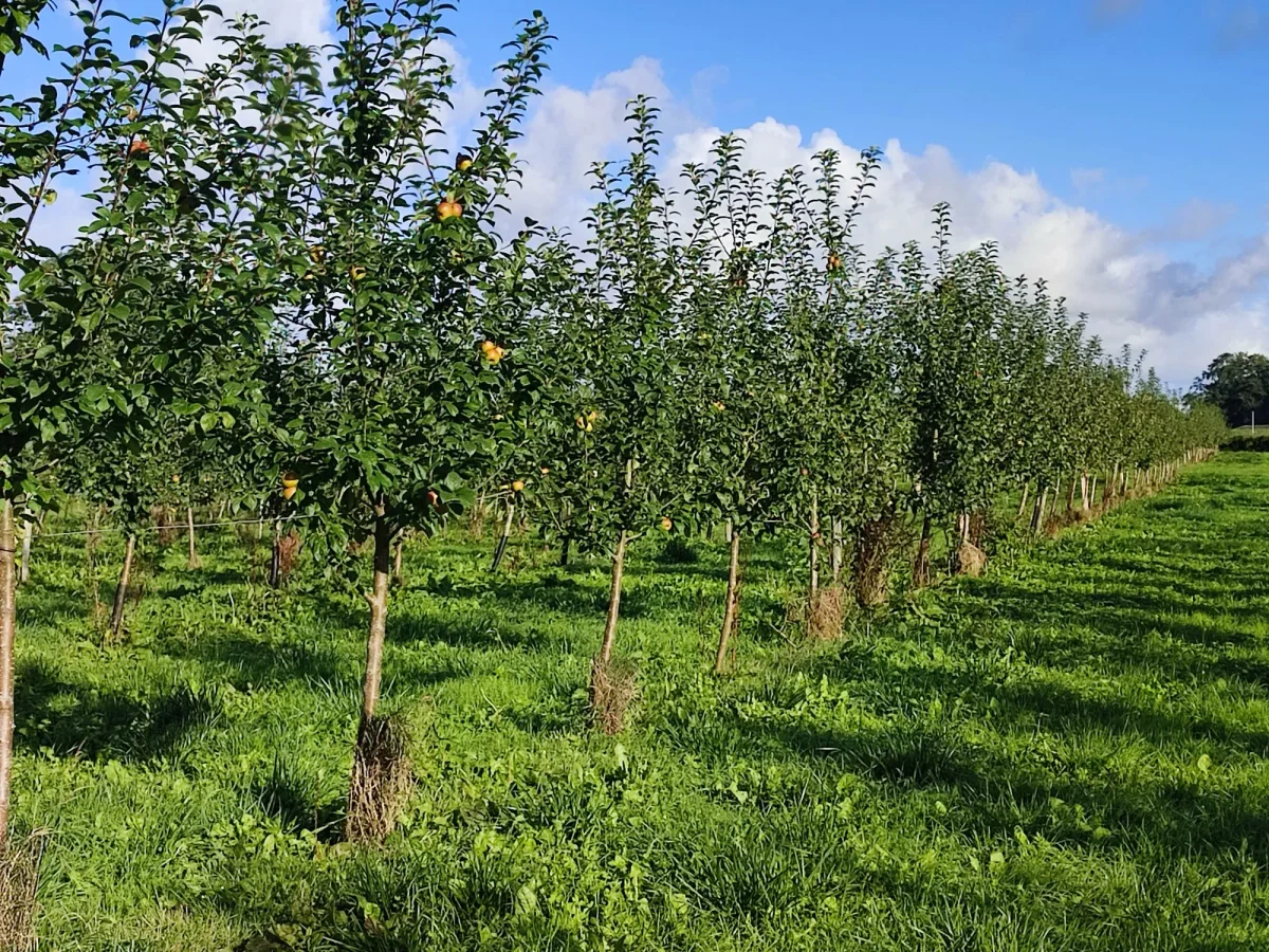 La Mare aux Pommes — cidrerie du Pays de Caux, Normandie