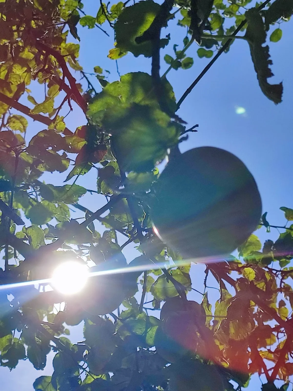 La Mare aux Pommes — cidrerie du Pays de Caux, Normandie